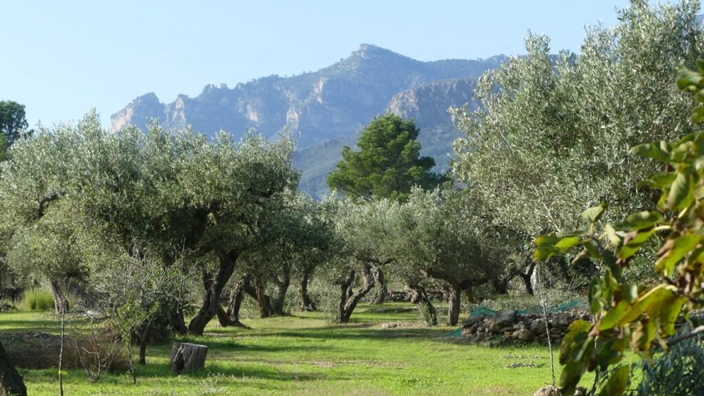 Vista panorámica del olivar, con hileras de árboles que se extienden hacia el fondo y las cumbres de las montañas iluminadas bajo un cielo azul brillante. La imagen transmite profundidad, claridad y la sensación de que la verdad se revela cuando la “neblina” se levanta.