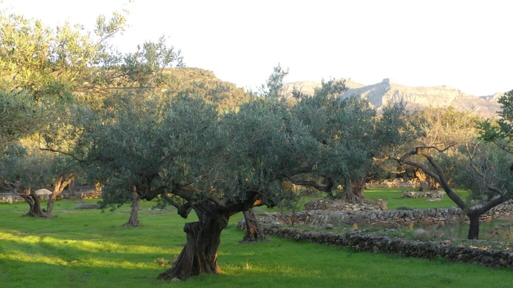 Un olivar tranquilo con montañas al fondo, simbolizando la transición de la ceguera aprendida hacia una visión más clara y verdadera.