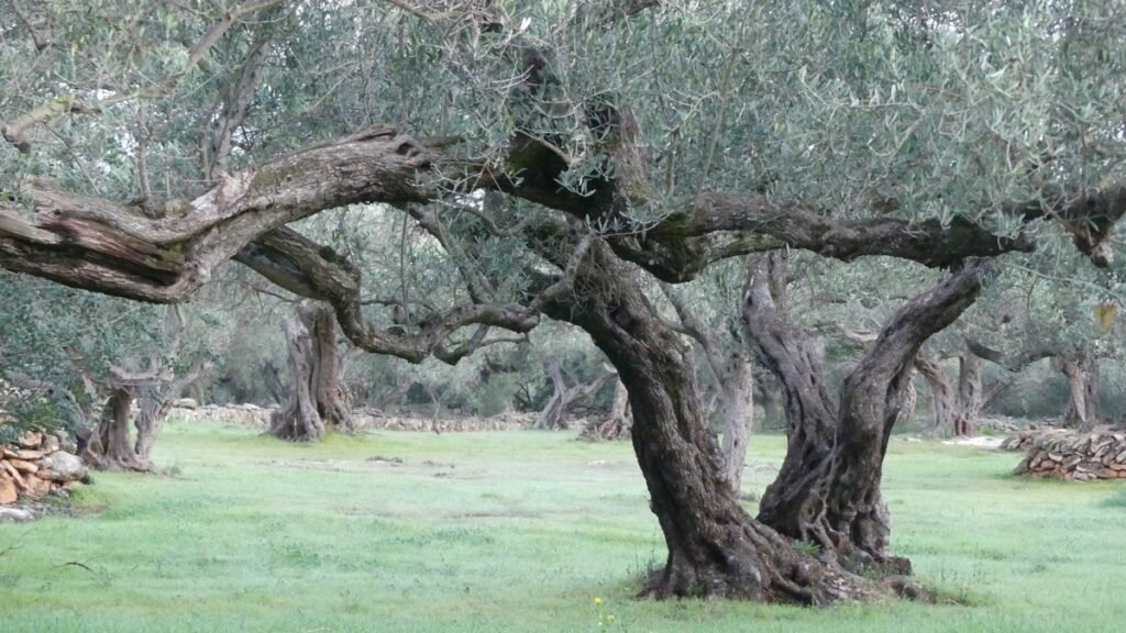 Olivos antiguos con ramas entrelazadas en un mismo tronco, mostrando cómo todo está conectado, la historia, la promesa y su cumplimiento, reflejando la continuidad entre Dios, la historia humana y Jesús.