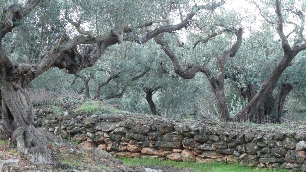 Antiguos olivos en el olivar con muros de piedra, símbolo de raíces profundas y de una vida que crece sostenida por una base firme.