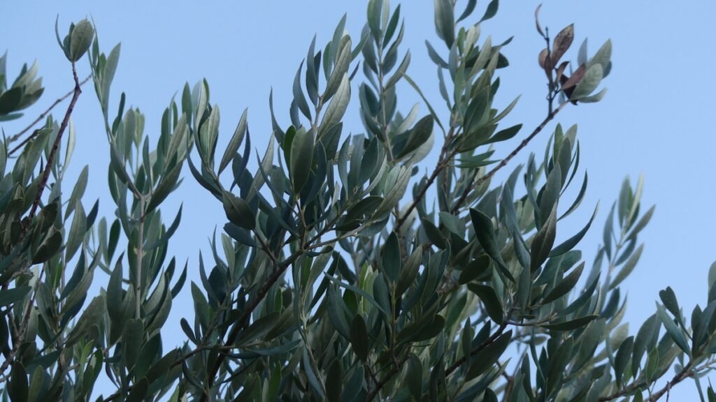 Ramas de olivo que se elevan hacia el cielo en el olivar, símbolo de la verdad revelada, la certeza serena y la fe reconocida a través de la experiencia vivida.