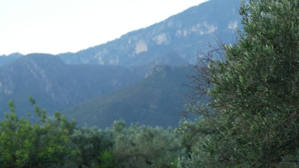 Vista del olivar con montañas al fondo, símbolo de claridad y verdad que se revela con el tiempo.