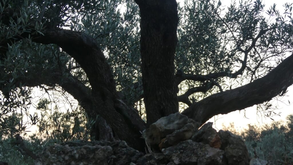 Olivo antiguo con tronco firme y raíces entre piedras, creciendo con fuerza al atardecer, símbolo de restauración y esperanza en medio del olivar.