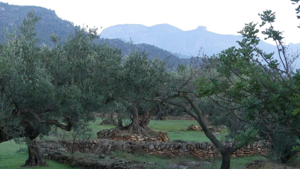 Olivar rodeado de montañas al fondo, representando una vida que se desarrolla con estabilidad cuando está bien enraizada desde el principio.