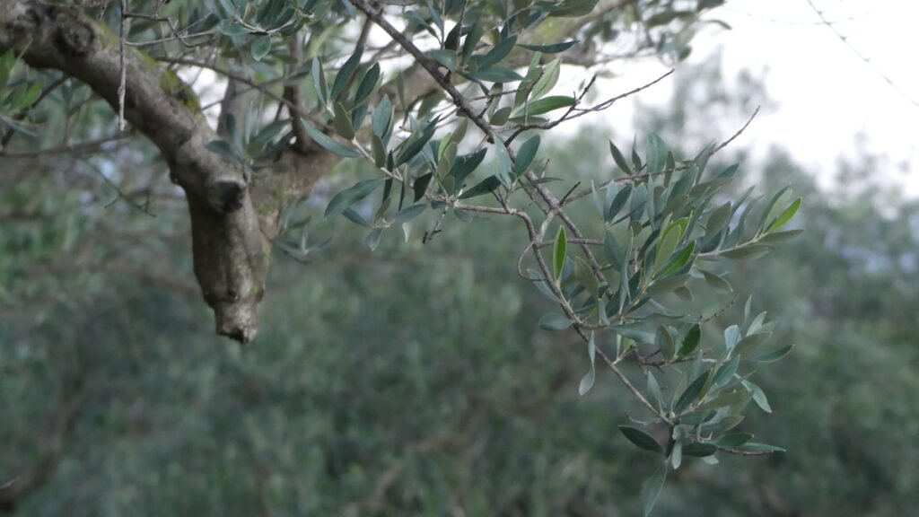 Rama de olivo en el olivar con enfoque suave, que representa el momento en que la verdad es vista y ya no necesita ser demostrada.