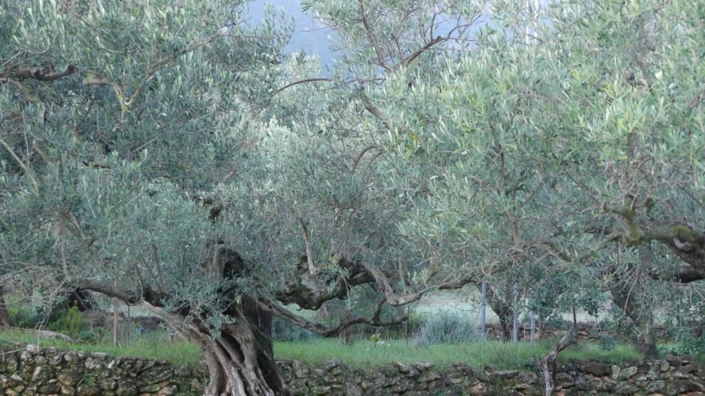 Antiguo olivo en el olivar, reflejo de una vida arraigada en la verdad y visible por sus frutos.