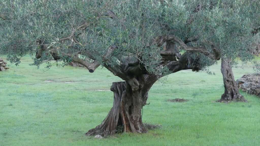 Olivo centenario con tronco fuerte y ramas extendidas, imagen de una vida bendecida que crece desde raíces plantadas en Dios.