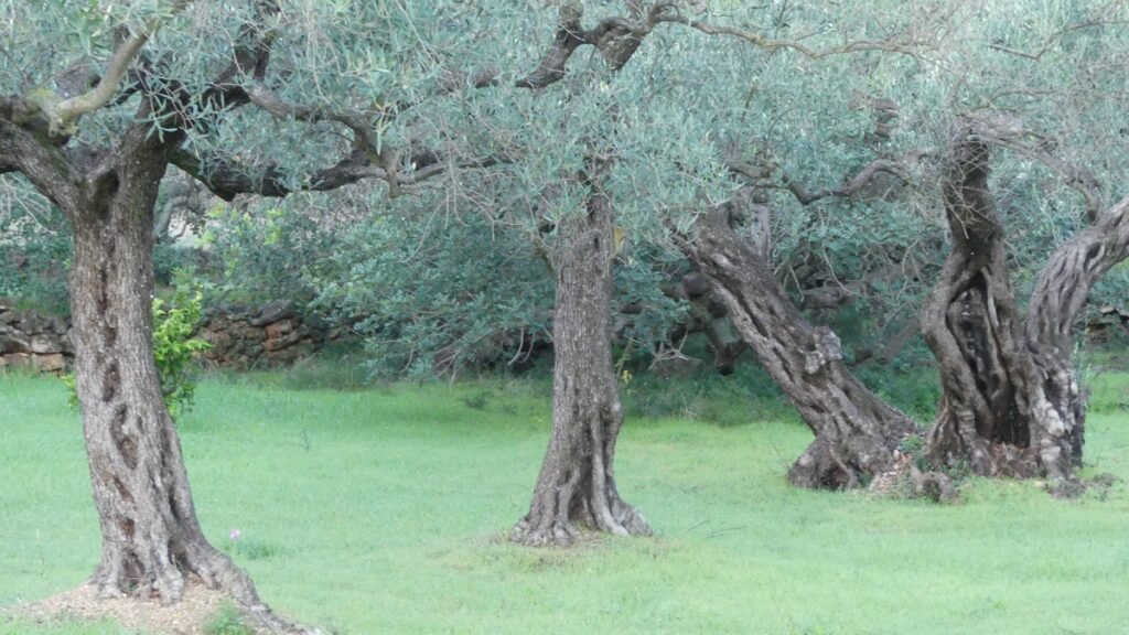 Hilera de olivos en un prado verde, imagen de una fe vivida que se reconoce por cómo se manifiesta.