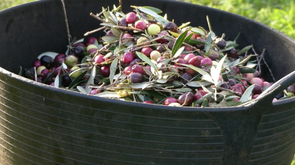 Un cubo lleno de aceitunas, aún mezcladas con ramas y hojas, simbolizando el proceso de clasificar y separar lo que está listo para ser transformado. Al igual que en el despertar, el primer paso es darnos cuenta de lo que necesita ser apartado, para ver con claridad lo que estaba oculto bajo la superficie.