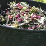 Un cubo lleno de aceitunas, aún mezcladas con ramas y hojas, simbolizando el proceso de clasificar y separar lo que está listo para ser transformado. Al igual que en el despertar, el primer paso es darnos cuenta de lo que necesita ser apartado, para ver con claridad lo que estaba oculto bajo la superficie.