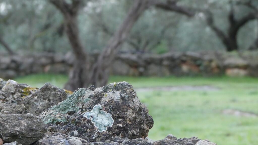 Detalle del olivar con piedras cubiertas de líquenes y árboles al fondo, un paisaje sereno que evoca pertenencia, cuidado y valor en la quietud.
