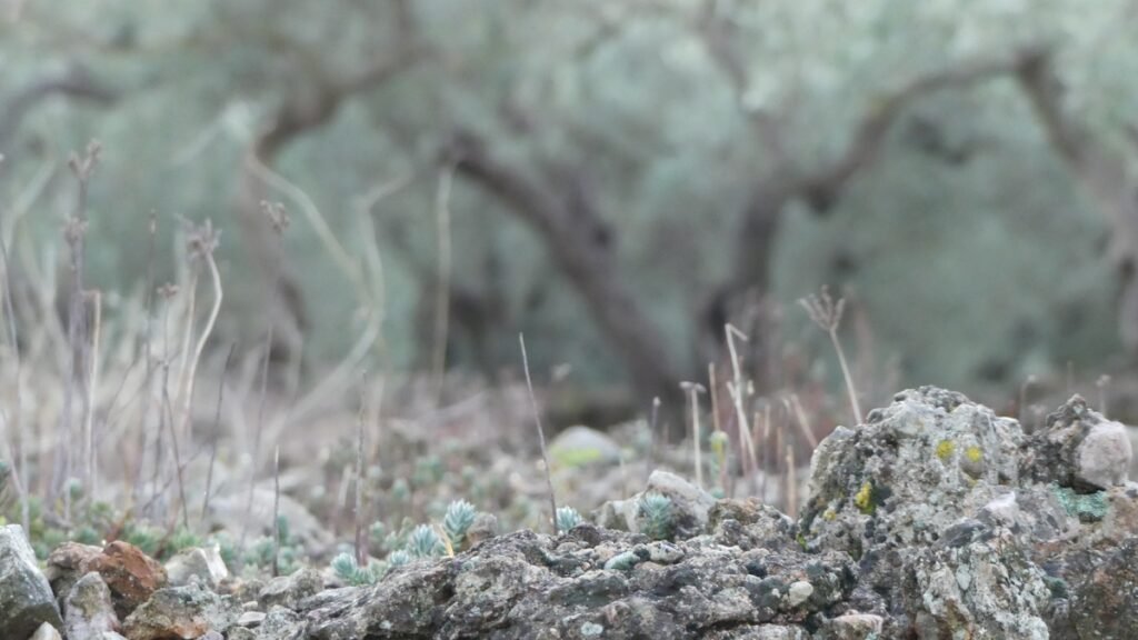 Detalle del olivar con rocas y vegetación silvestre al amanecer, un entorno de silencio y contemplación para la reflexión espiritual.