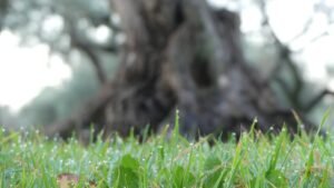 Hierba húmeda al amanecer frente a un antiguo olivo, una imagen de fragilidad y retorno que evoca el caer y volver a levantarse en el camino interior.