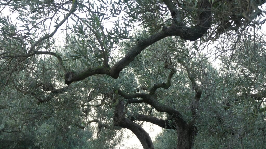 Ramas entrelazadas de un olivo en el olivar, densas y superpuestas, que evocan la complejidad silenciosa de los pensamientos y los caminos conocidos a los que volvemos cuando nos damos cuenta de que, en el fondo, ya lo sabíamos.