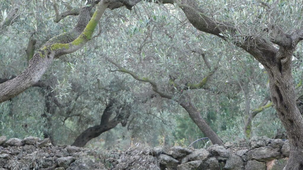 Olivar en calma con árboles centenarios y un muro de piedra, un paisaje que invita a discernir con paciencia y a dejar que el tiempo revele la verdad.