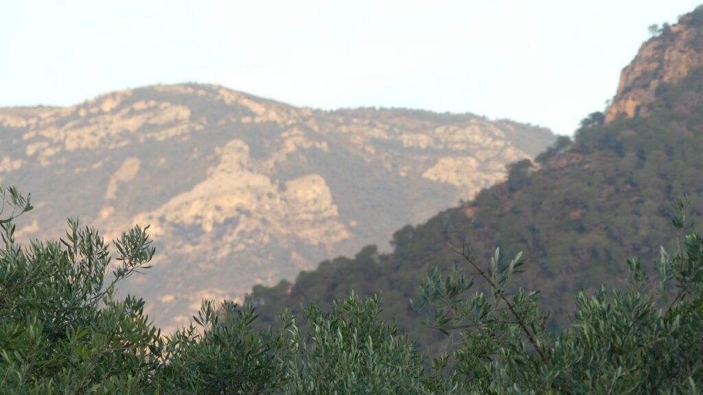 Olivos en primer plano con montañas al fondo iluminadas por la luz suave, un paisaje que evoca horizonte, llamado interior y el paso valiente hacia lo que está por venir.