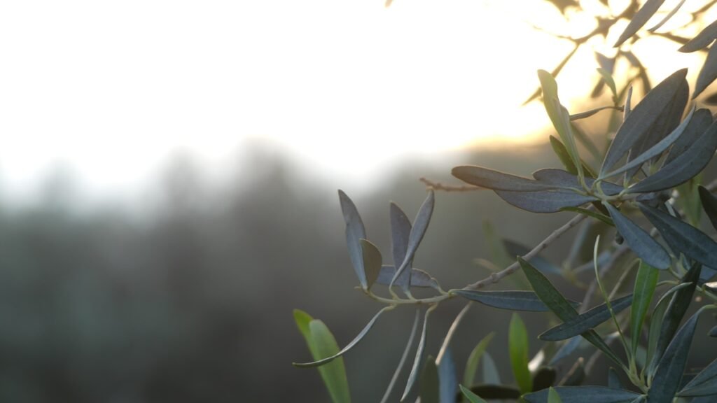 Rama de olivo iluminada por una luz suave al amanecer, con el fondo desenfocado, evocando quietud, espera y el descanso que llega cuando se deja de buscar satisfacción en lo que falta.