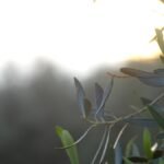 Rama de olivo iluminada por una luz suave al amanecer, con el fondo desenfocado, evocando quietud, espera y el descanso que llega cuando se deja de buscar satisfacción en lo que falta.