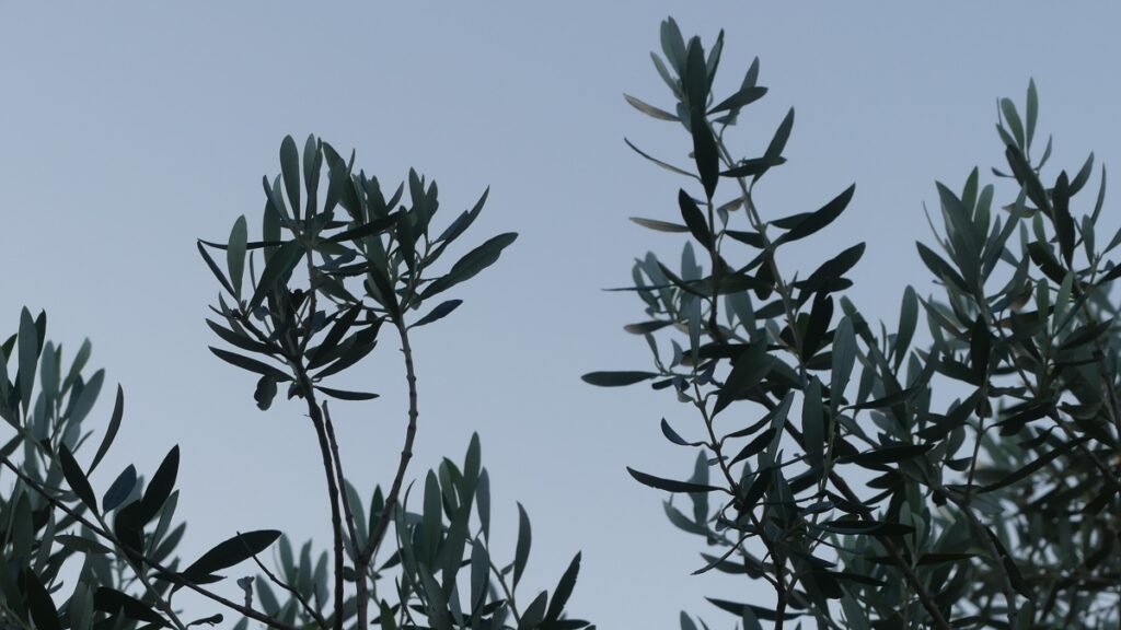 Ramas de olivo elevándose hacia el cielo al atardecer, con hojas alargadas y oscuras recortadas suavemente contra un fondo de cielo azul grisáceo, transmitiendo silencio, calma y discernimiento.