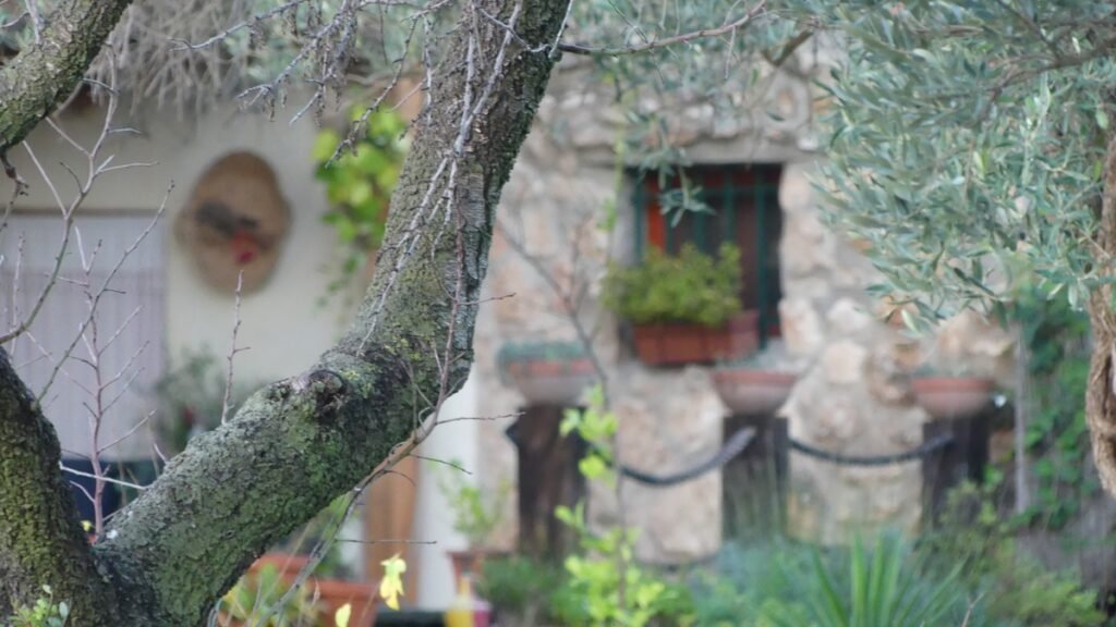 Ramas de olivo en primer plano con una casa de piedra al fondo, una imagen que evoca refugio, presencia y calma en medio del temor.