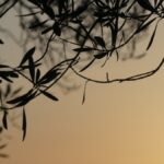 Ramas de olivo en silueta al atardecer, recortadas contra un cielo cálido y suave, transmitiendo quietud, recogimiento y una sensación de descanso interior.