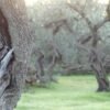 Tronco de olivo antiguo con una grieta visible en primer plano, rodeado de otros olivos al fondo, evocando una herida que ha sido sostenida en silencio y la posibilidad de sanación en un entorno de calma.
