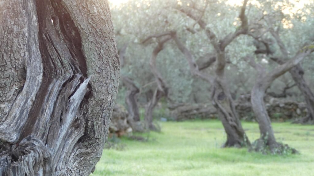 Tronco de olivo antiguo con una grieta visible en primer plano, rodeado de otros olivos al fondo, evocando una herida que ha sido sostenida en silencio y la posibilidad de sanación en un entorno de calma.