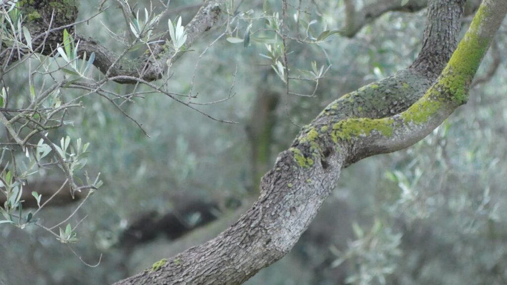 Tronco de olivo cubierto de musgo y ramas suaves, un paisaje sereno que evoca cuidado, sostén y descanso para el corazón cansado.