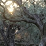 Luz del sol filtrándose entre antiguos olivos en un olivar mediterráneo, con troncos retorcidos y una suave luz dorada al atardecer.
