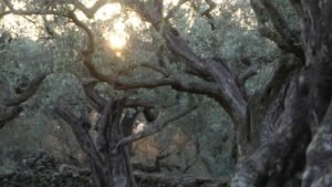 Luz del sol filtrándose entre antiguos olivos en un olivar mediterráneo, con troncos retorcidos y una suave luz dorada al atardecer.