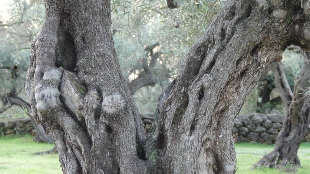 Olivo antiguo de tronco retorcido y marcado por el tiempo en un olivar silencioso, símbolo de resistencia, humildad y del derrumbe de la falsa fortaleza para dar paso a algo más verdadero.