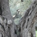 Olivo antiguo de tronco retorcido y marcado por el tiempo en un olivar silencioso, símbolo de resistencia, humildad y del derrumbe de la falsa fortaleza para dar paso a algo más verdadero.