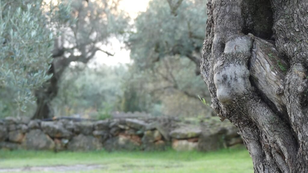 Primer plano de un olivo antiguo con el tronco grueso y retorcido en un olivar tranquilo, con un muro de piedra al fondo, evocando firmeza, historia y la posibilidad de recuperar la libertad interior.