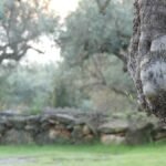 Primer plano de un olivo antiguo con el tronco grueso y retorcido en un olivar tranquilo, con un muro de piedra al fondo, evocando firmeza, historia y la posibilidad de recuperar la libertad interior.
