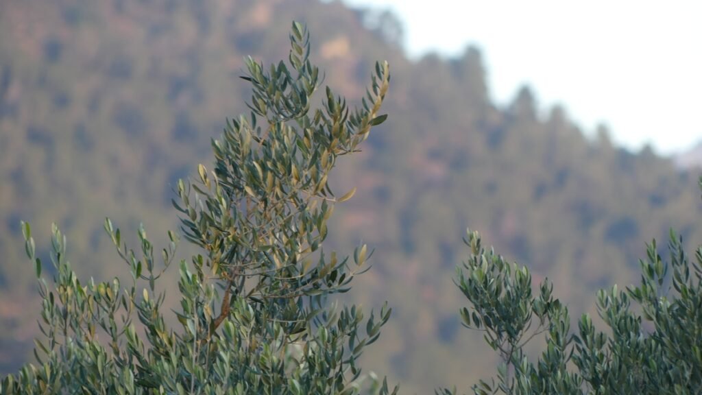 Ramas de olivo con hojas plateadas elevándose al cielo nublado, sobre fondo montañoso borroso. Símbolo humilde de renovación divina: el llamado implantado transforma la sequedad laboral en gozo y prosperidad, susurros del olivar para una vida alineada con Dios.