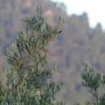 Ramas de olivo con hojas plateadas elevándose al cielo nublado, sobre fondo montañoso borroso. Símbolo humilde de renovación divina: el llamado implantado transforma la sequedad laboral en gozo y prosperidad, susurros del olivar para una vida alineada con Dios.