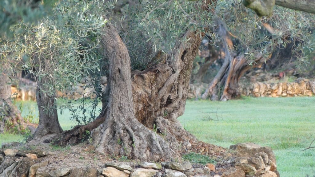 Viejo olivo con tronco texturizado y raíces profundas creciendo en suelo mediterráneo, símbolo de estabilidad y arraigo.