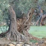 Viejo olivo con tronco texturizado y raíces profundas creciendo en suelo mediterráneo, símbolo de estabilidad y arraigo.