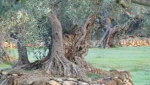 Viejo olivo con tronco texturizado y raíces profundas creciendo en suelo mediterráneo, símbolo de Fuerza en la debilidad