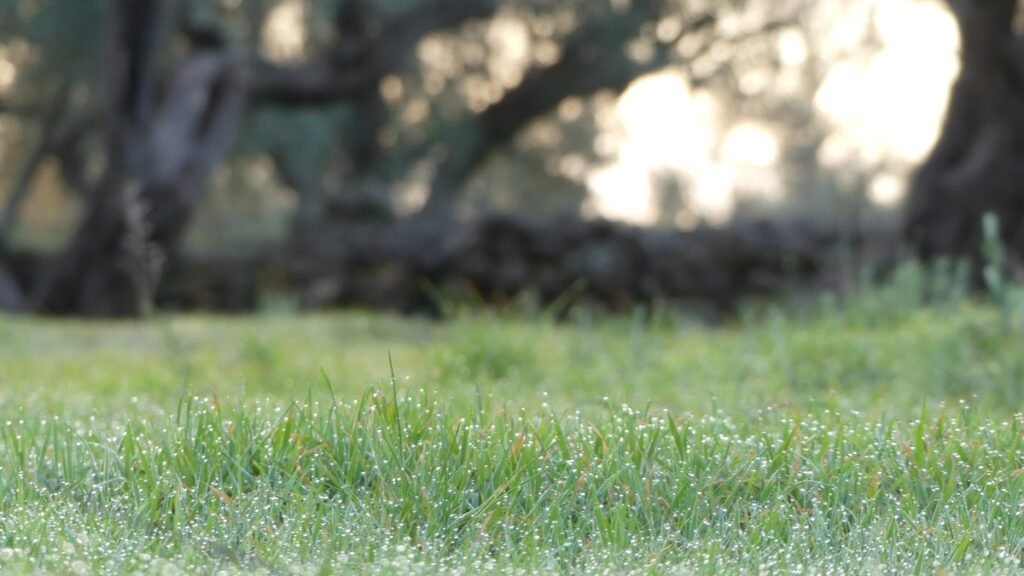 Hierba verde en un olivar al amanecer, símbolo de calma y fe en medio de la presión y las dificultades