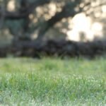 Hierba verde en un olivar al amanecer, símbolo de calma y fe en medio de la presión y las dificultades