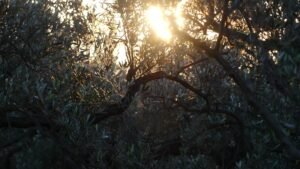 La luz del sol filtrándose entre las ramas de un olivo, recordando que la verdadera fuerza no viene de nosotros, sino de Dios.