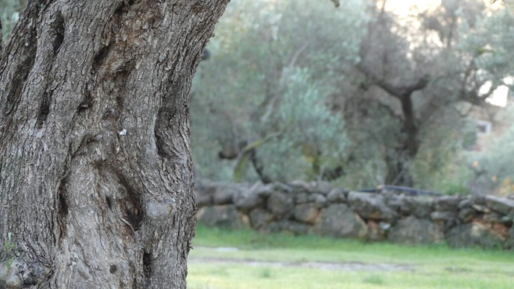 Tronco de un antiguo olivo en un olivar tranquilo con muro de piedra al fondo, evocando el camino paso a paso cuando lo desconocido nos detiene.