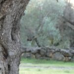 Tronco de un antiguo olivo en un olivar tranquilo con muro de piedra al fondo, evocando el camino paso a paso cuando lo desconocido nos detiene.