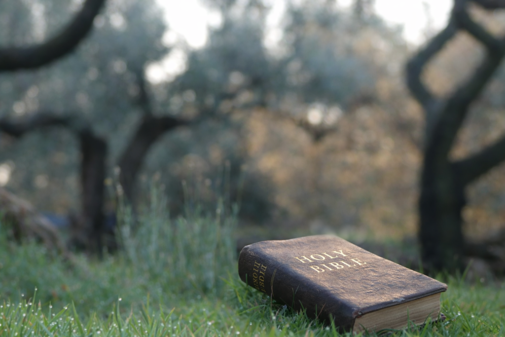 Una Biblia cerrada sobre la hierba en un tranquilo olivar, iluminada por una luz cálida, que simboliza la quietud, la guía y la elección de hacer lo correcto incluso bajo presión.