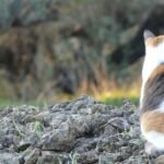 Matisse el gato descansando en silencio en la luz temprana de la mañana en el olivar, parcialmente oculto en la sombra, donde lo que se ve a primera vista muestra solo la superficie, invitando a mirar más allá de las apariencias.
