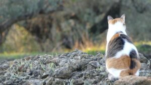 Matisse el gato descansando en silencio en la luz temprana de la mañana en el olivar, parcialmente oculto en la sombra, donde lo que se ve a primera vista muestra solo la superficie, invitando a mirar más allá de las apariencias.