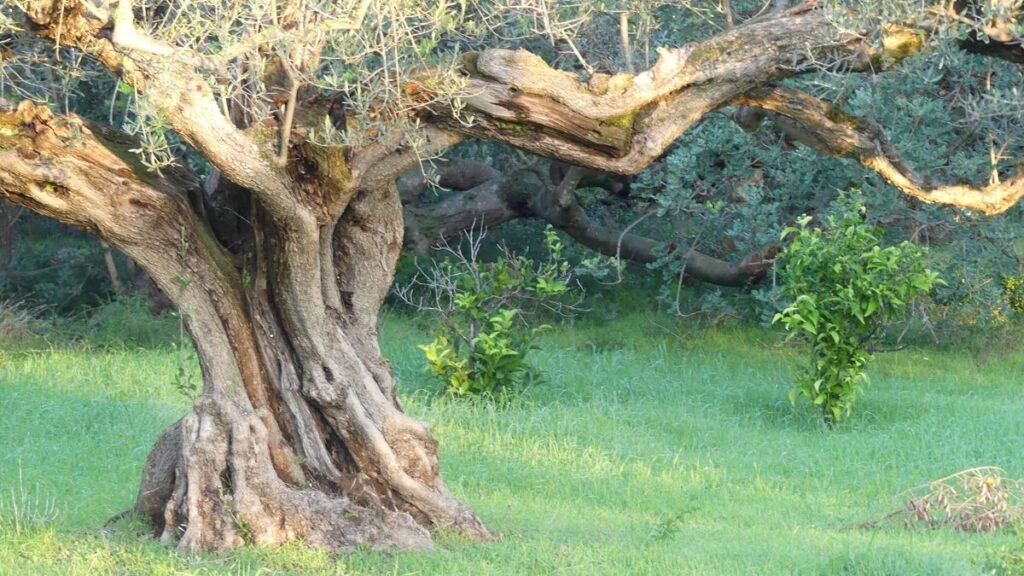 Antiguo olivo en el corazón del olivar bajo la suave luz de la mañana, símbolo de fortaleza, rendición y nuevos comienzos.