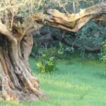 Antiguo olivo en el corazón del olivar bajo la suave luz de la mañana, símbolo de fortaleza, rendición y nuevos comienzos.