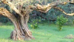 Antiguo olivo en el corazón del olivar bajo la suave luz de la mañana, símbolo de fortaleza, rendición y nuevos comienzos.